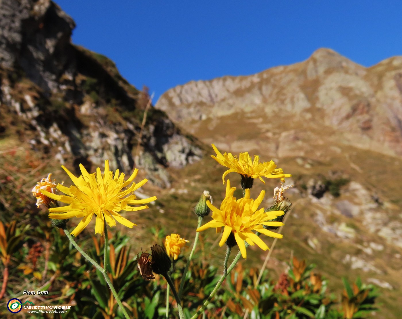 14 Giallo Hieracium tra i fiori che rimangono fioriti fino all'inizio dell'autunno .JPG